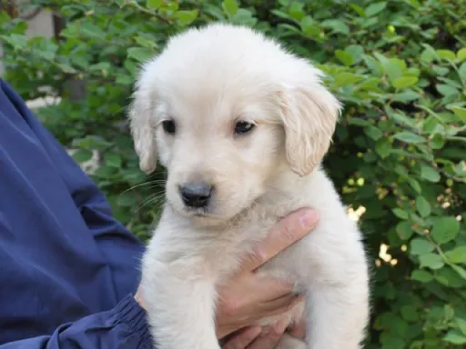 ゴールデン・レトリーバーの子犬販売