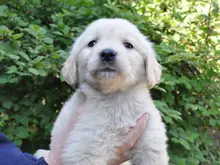 ゴールデン・レトリーバー