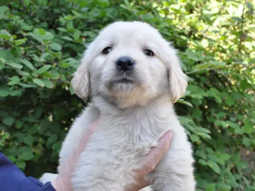 ゴールデン・レトリーバーの子犬販売