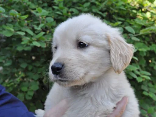 ゴールデン・レトリーバーの子犬販売