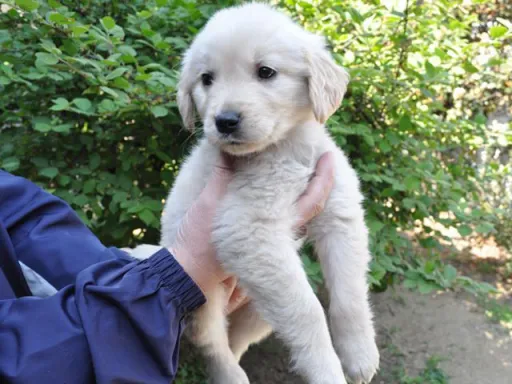 ゴールデン・レトリーバーの子犬販売