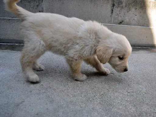 ゴールデン・レトリーバーの子犬販売