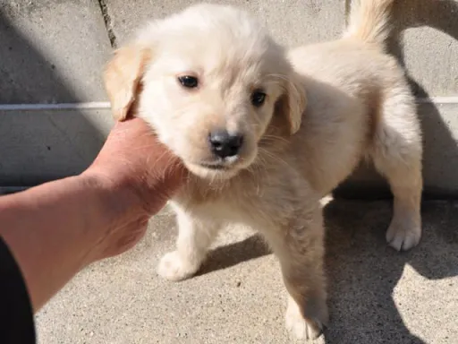 ゴールデン・レトリーバーの子犬販売