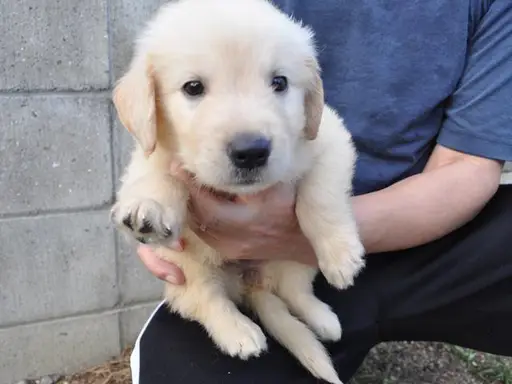 ゴールデン・レトリーバーの子犬販売