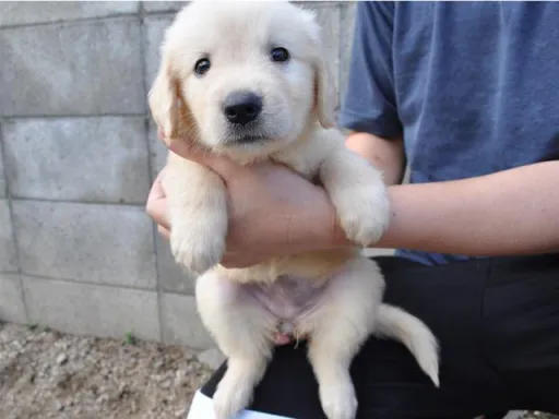 ゴールデン・レトリーバーの子犬販売