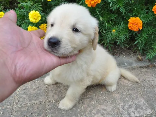 ゴールデン・レトリーバーの子犬販売