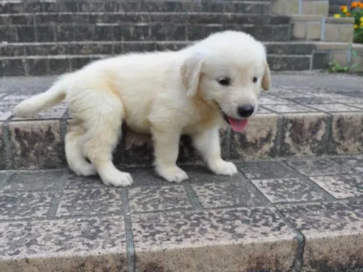 ゴールデン・レトリーバーの子犬販売