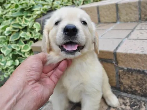 ゴールデン・レトリーバーの子犬販売