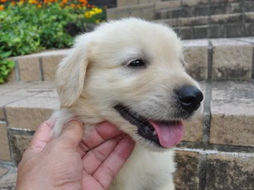 ゴールデン・レトリーバーの子犬販売
