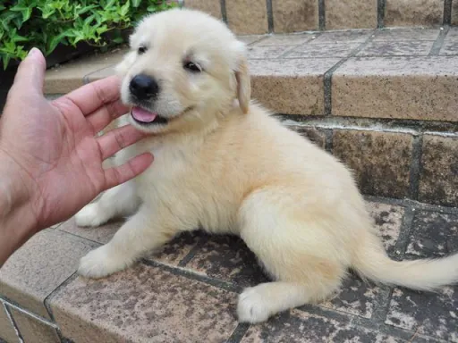 ゴールデン・レトリーバーの子犬販売