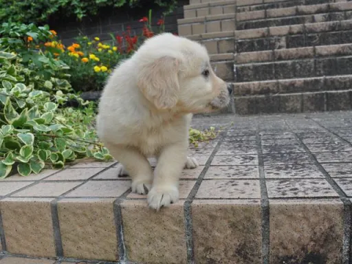 ゴールデン・レトリーバーの子犬販売