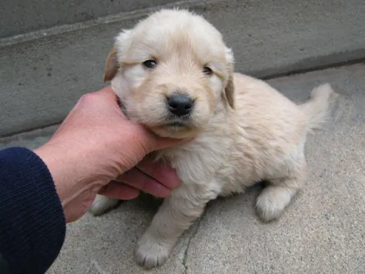ゴールデン・レトリーバーの子犬販売