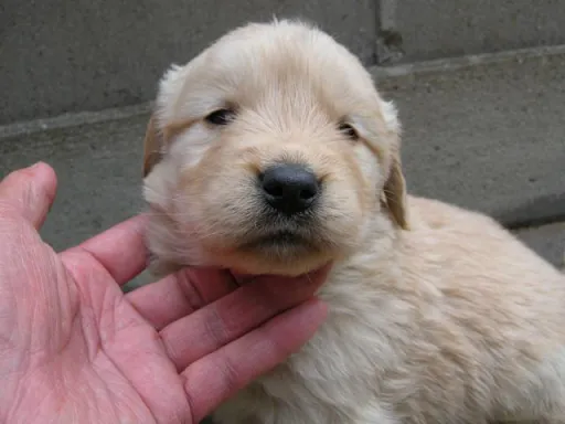 ゴールデン・レトリーバーの子犬販売