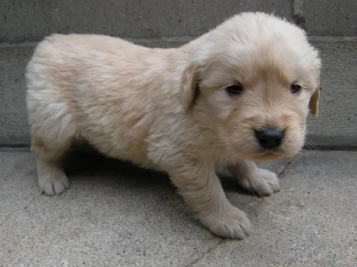 ゴールデン・レトリーバーの子犬販売