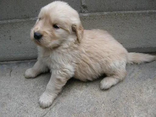ゴールデン・レトリーバーの子犬販売