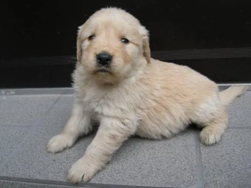 ゴールデン・レトリーバーの子犬販売