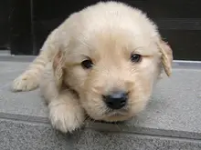 ゴールデン・レトリーバー