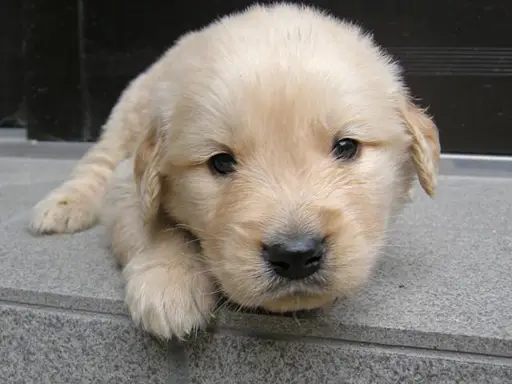 ゴールデン・レトリーバーの子犬販売