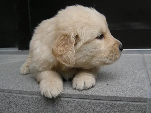 ゴールデン・レトリーバーの子犬販売