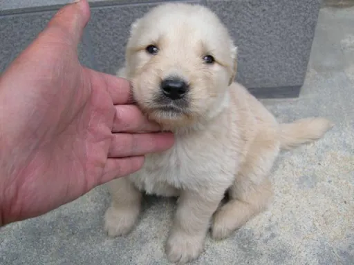 ゴールデン・レトリーバーの子犬販売