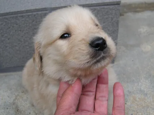 ゴールデン・レトリーバーの子犬販売