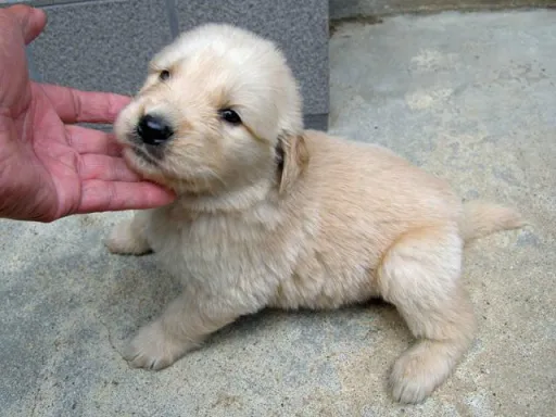 ゴールデン・レトリーバーの子犬販売