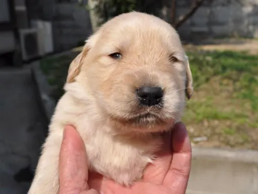 ゴールデン・レトリーバーの子犬販売