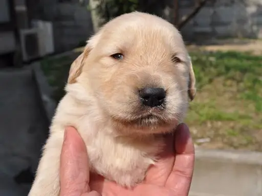 ゴールデン・レトリーバーの子犬販売