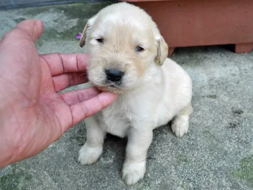ゴールデン・レトリーバーの子犬販売