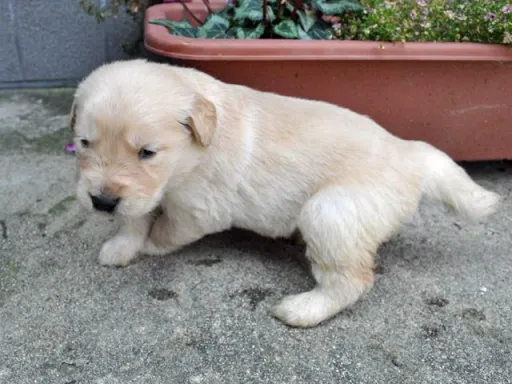 ゴールデン・レトリーバーの子犬販売
