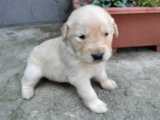 ゴールデン・レトリーバーの子犬販売