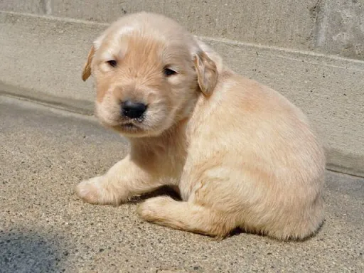 ゴールデン・レトリーバーの子犬販売