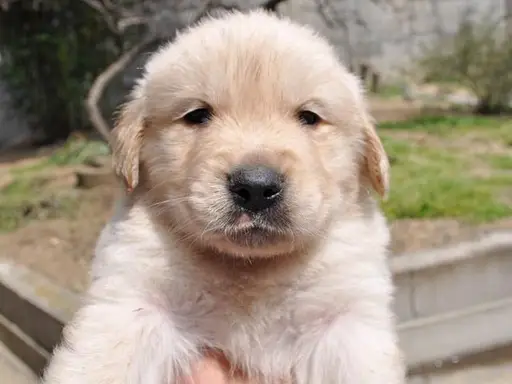 ゴールデン・レトリーバーの子犬販売