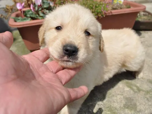 ゴールデン・レトリーバーの子犬販売