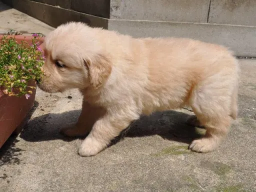 ゴールデン・レトリーバーの子犬販売