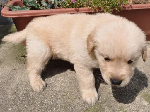 ゴールデン・レトリーバーの子犬販売