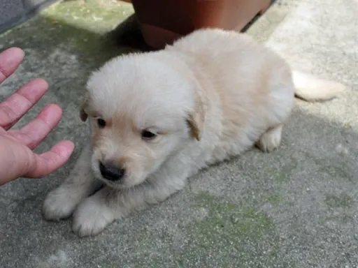 ゴールデン・レトリーバーの子犬販売