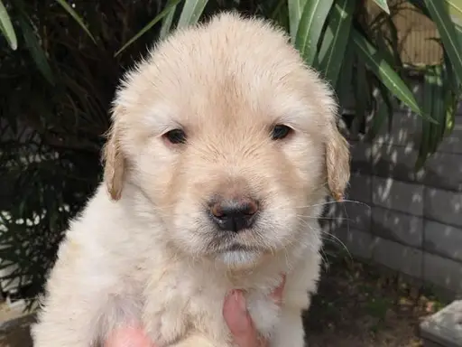 ゴールデン・レトリーバーの子犬販売