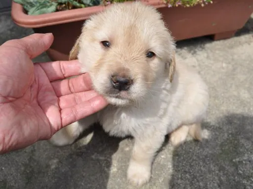 ゴールデン・レトリーバーの子犬販売