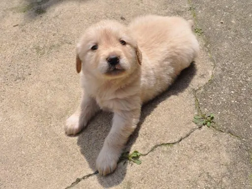 ゴールデン・レトリーバーの子犬販売