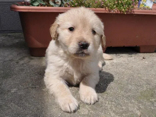 ゴールデン・レトリーバーの子犬販売