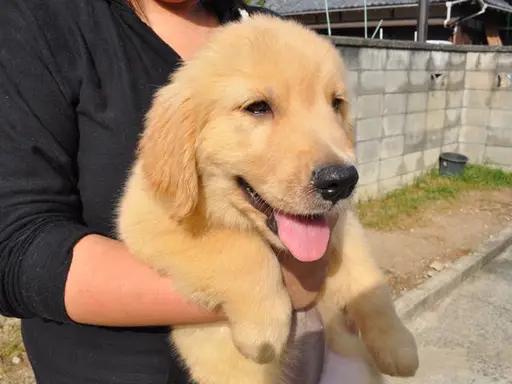 ゴールデン・レトリーバーの子犬販売