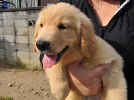 ゴールデン・レトリーバーの子犬販売