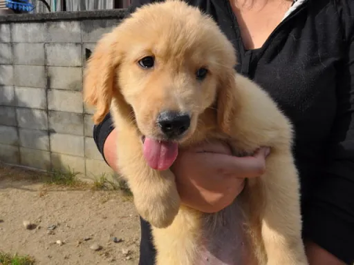 ゴールデン・レトリーバーの子犬販売