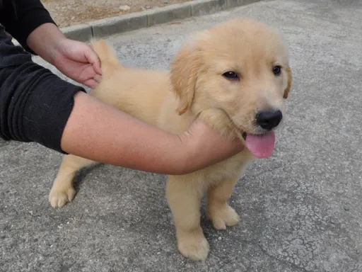 ゴールデン・レトリーバーの子犬販売