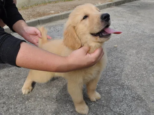 ゴールデン・レトリーバーの子犬販売