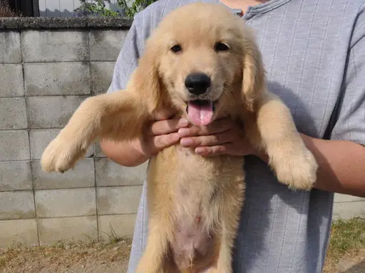 ゴールデン・レトリーバーの子犬販売