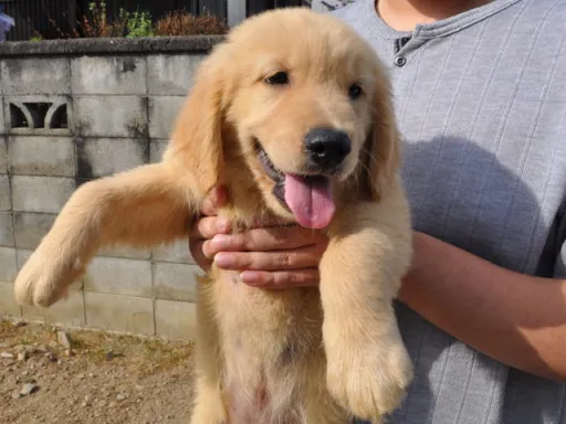 ゴールデン・レトリーバーの子犬販売
