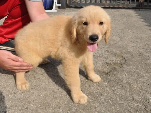 ゴールデン・レトリーバーの子犬販売