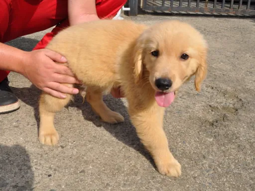 ゴールデン・レトリーバーの子犬販売